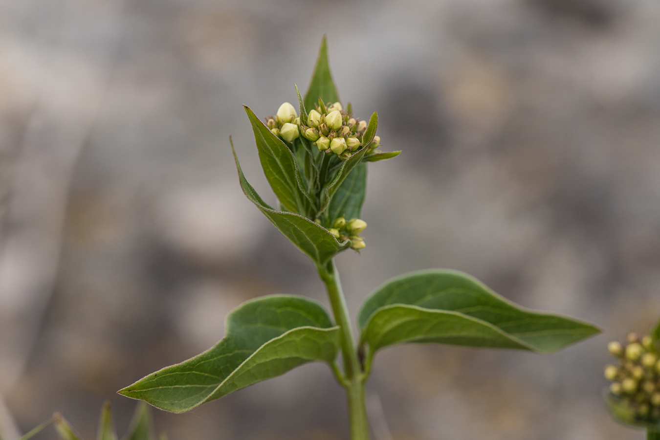 Image of genus Vincetoxicum specimen.