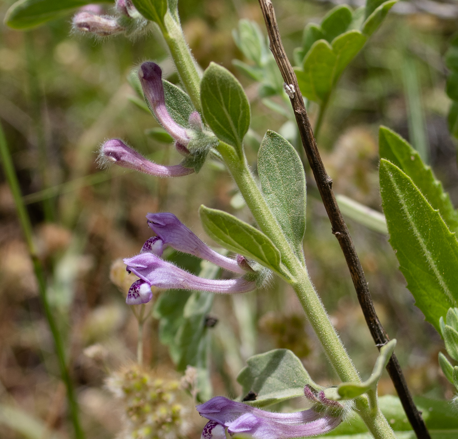 Изображение особи Scutellaria brevibracteata.