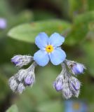 Myosotis alpestris