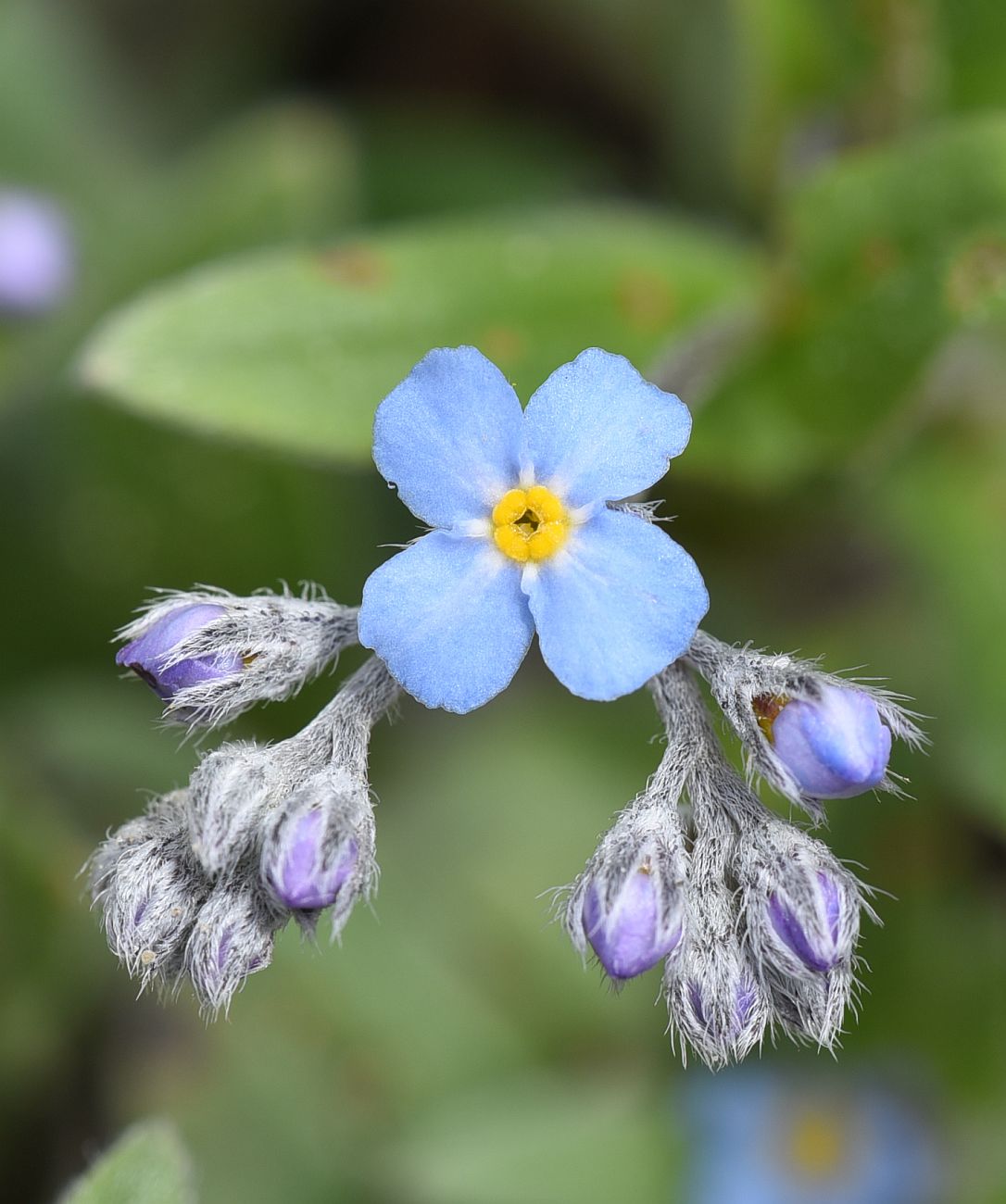 Image of Myosotis alpestris specimen.