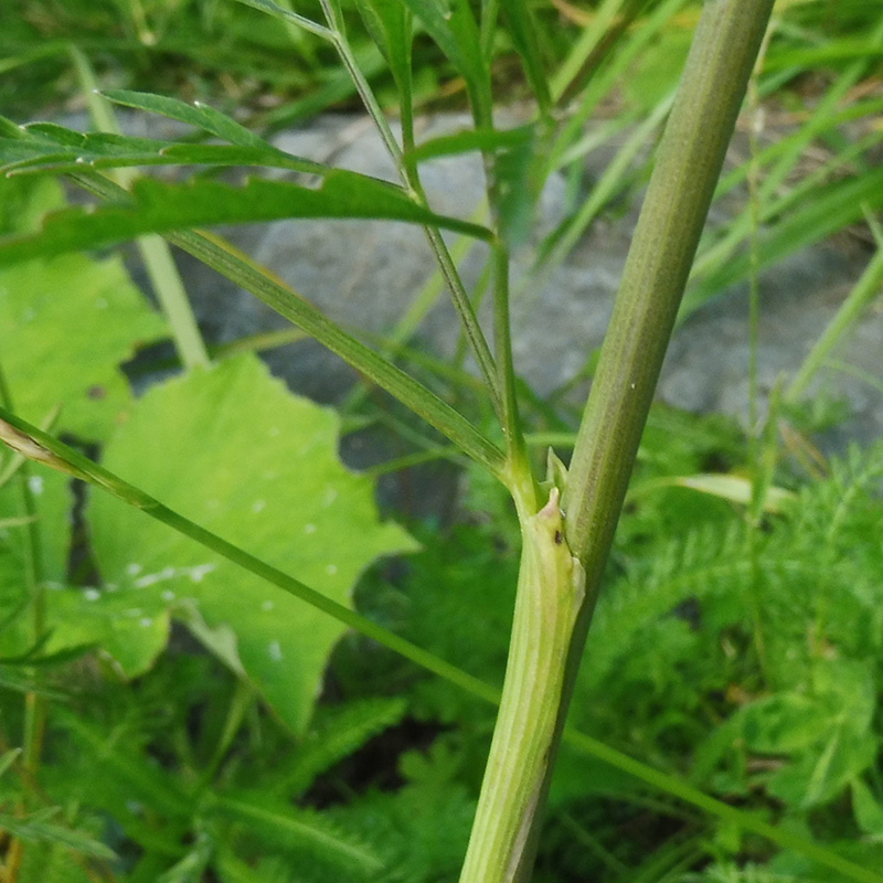 Image of Cicuta virosa specimen.