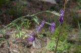 Dianthus superbus