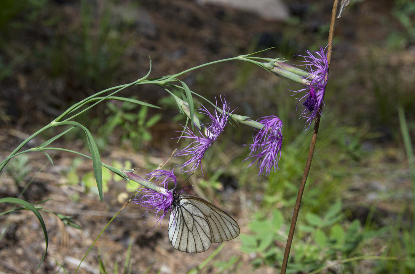 Изображение особи Dianthus superbus.