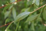 genus Salix