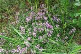 genus Thymus