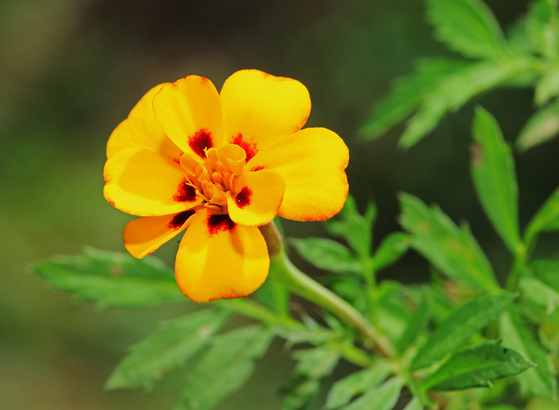 Изображение особи Tagetes patula.