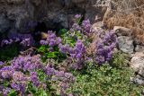 Limonium bourgeaui