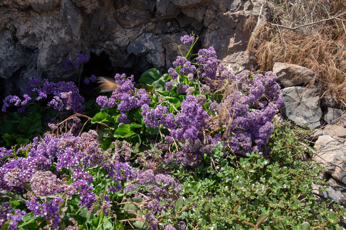Image of Limonium bourgeaui specimen.