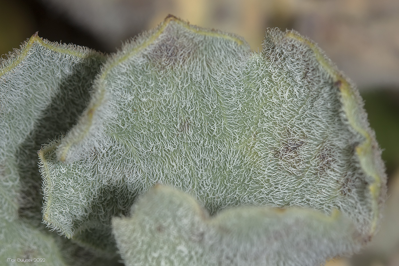 Image of Glaucium flavum specimen.