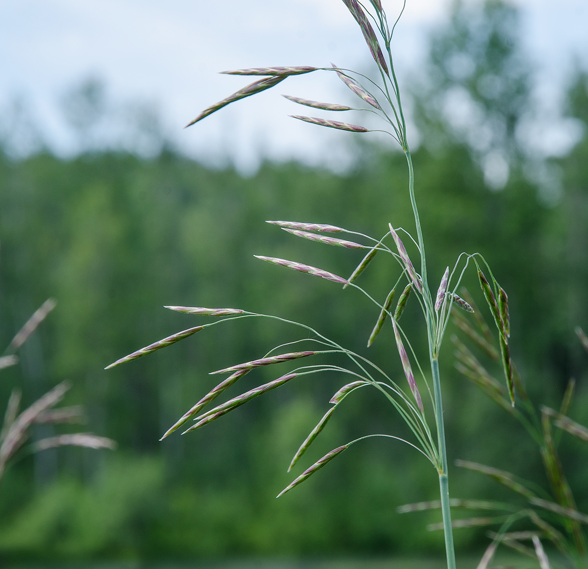 Изображение особи Bromopsis inermis.