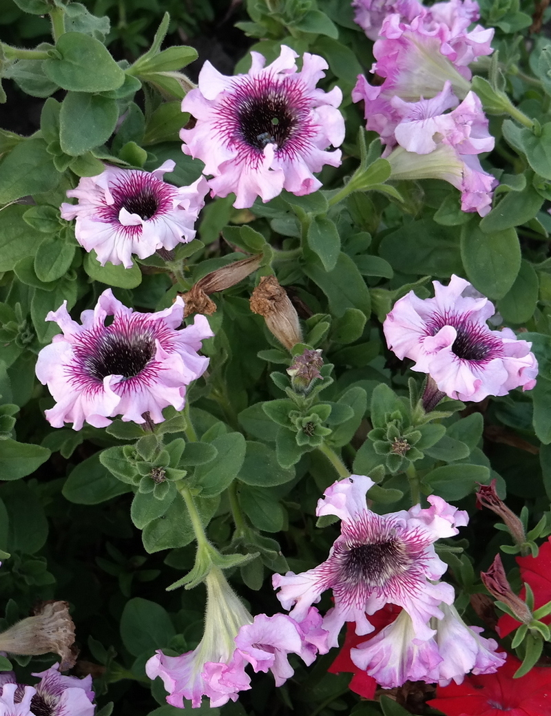 Image of Petunia &times; hybrida specimen.