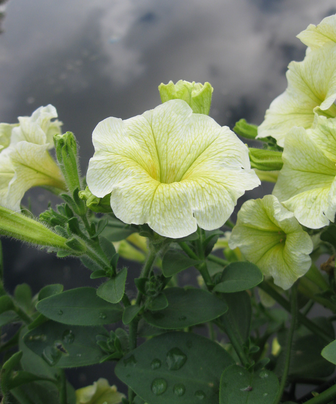 Image of Petunia × atkinsiana specimen.