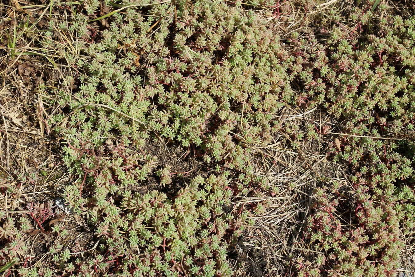 Image of Sedum pallidum ssp. bithynicum specimen.