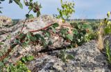 Cotoneaster melanocarpus. Верхушка ветви с созревающими плодами. Алтайский край, Змеиногорский р-н, восточный берег оз. Колыванское, каменистый склон. 28.06.2021.