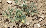 Zygophyllum pterocarpum