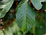Prunus domestica