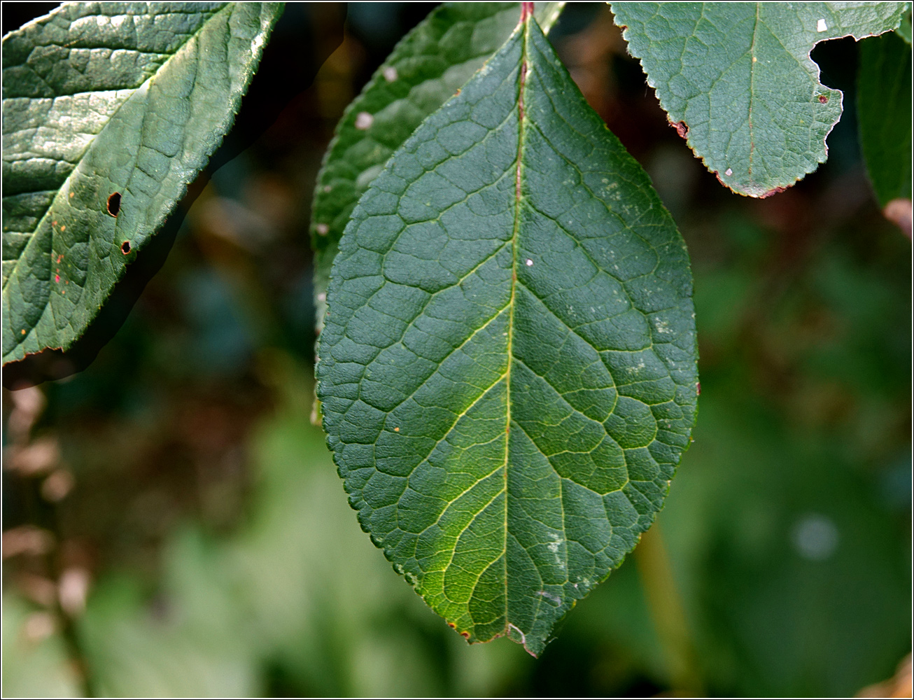 Image of Prunus domestica specimen.