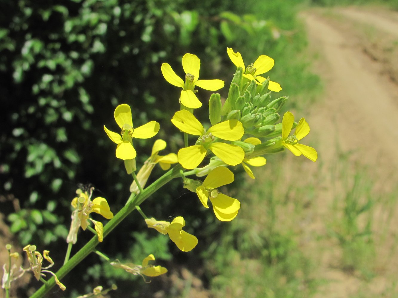 Image of Erysimum canescens specimen.