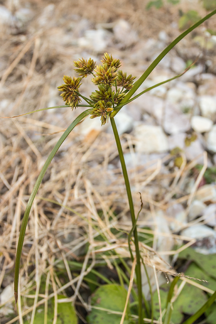 Изображение особи Cyperus eragrostis.