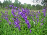 Campanula latifolia. Цветущие растения на лугу (на месте заброшенного садового участка). Окр. Томска, 09.07.2010.