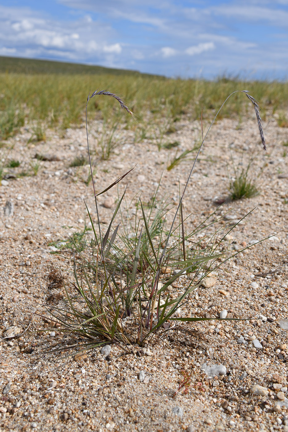 Изображение особи род Elymus.
