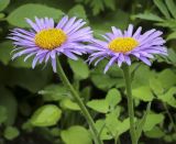 Aster alpinus