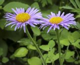 Aster alpinus. Соцветия-корзинки. Пермский край, г. Пермь, Кировский р-н, клумба у жилого дома. 02.07.2022.