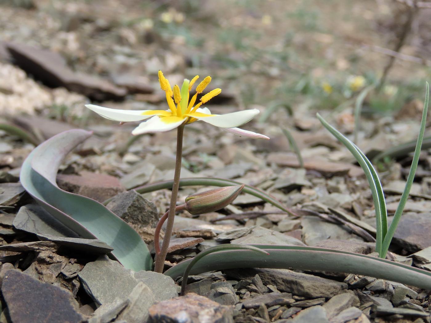 Image of Tulipa orthopoda specimen.