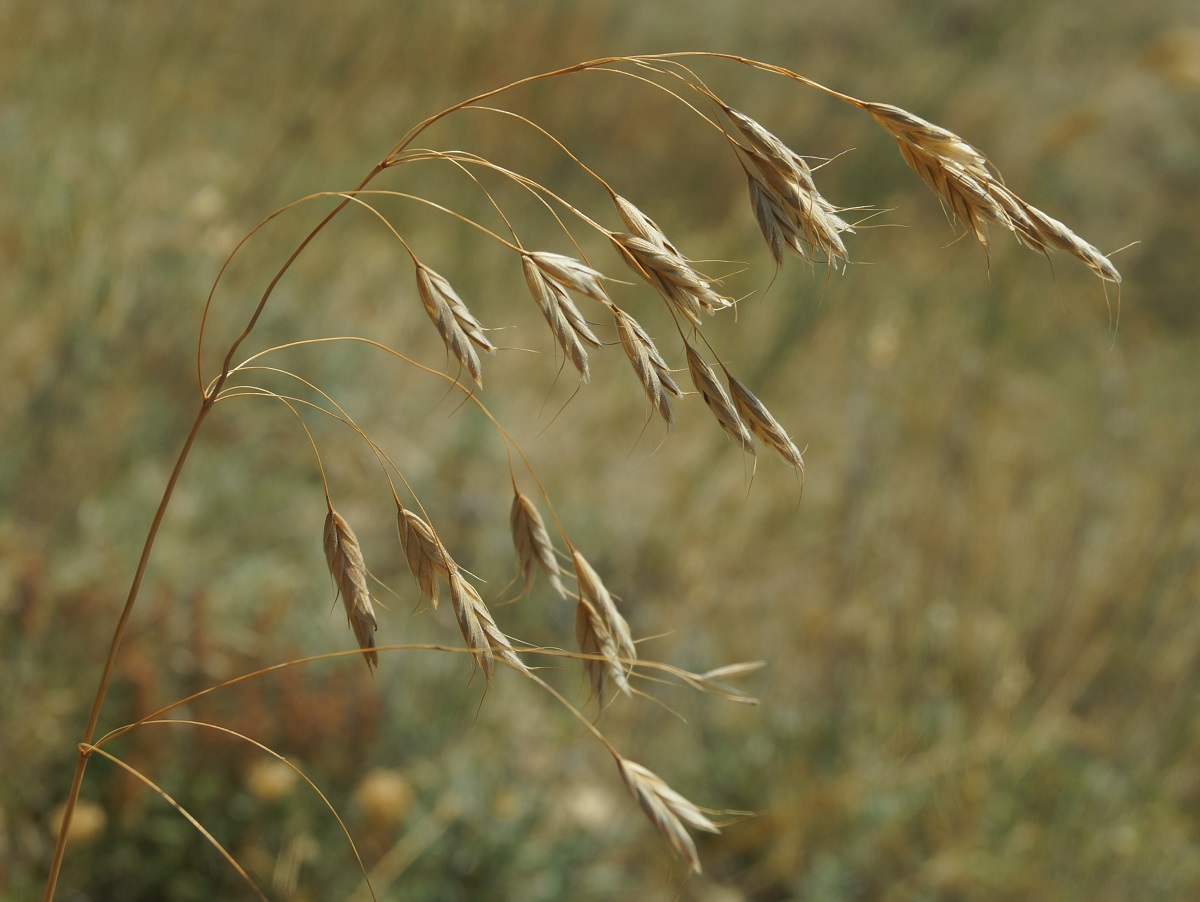 Изображение особи Bromus squarrosus.