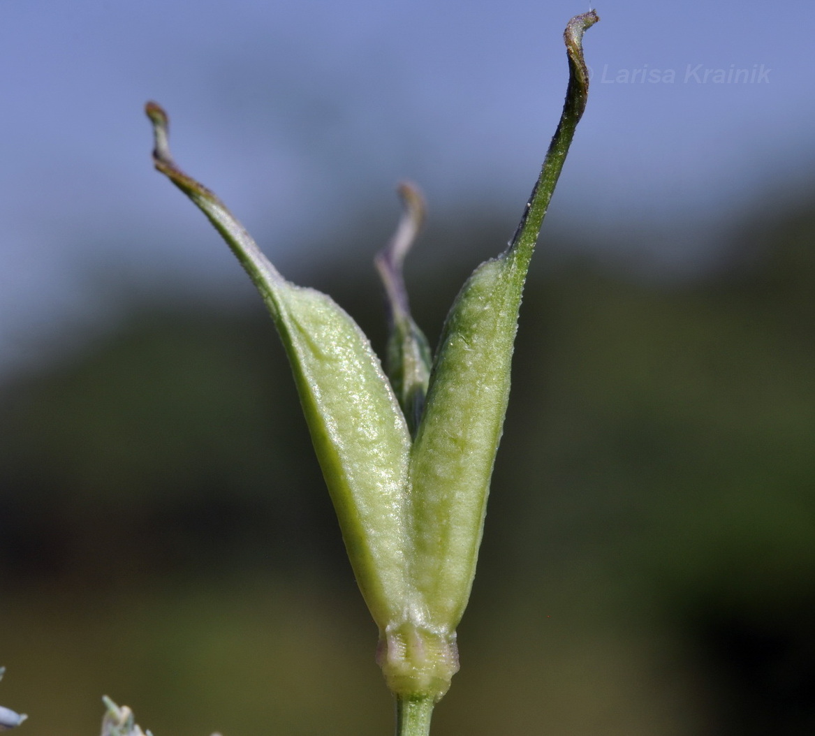 Изображение особи Nigella arvensis.