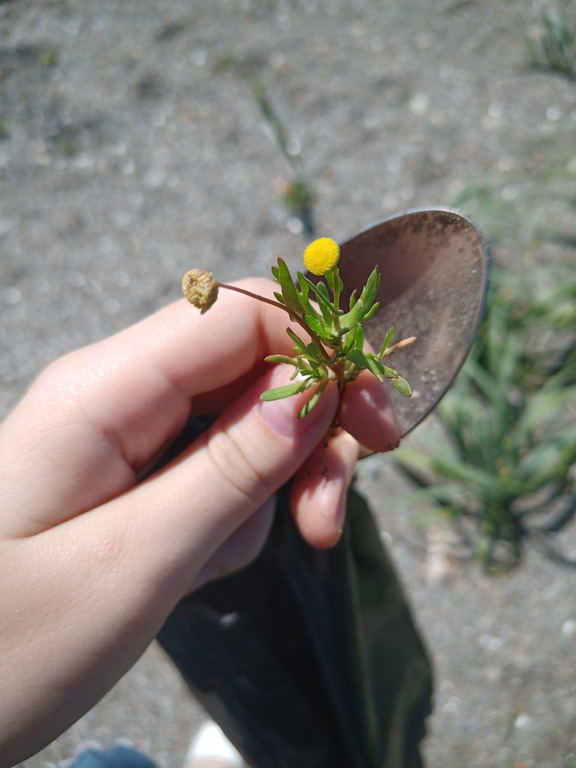 Image of Cotula coronopifolia specimen.