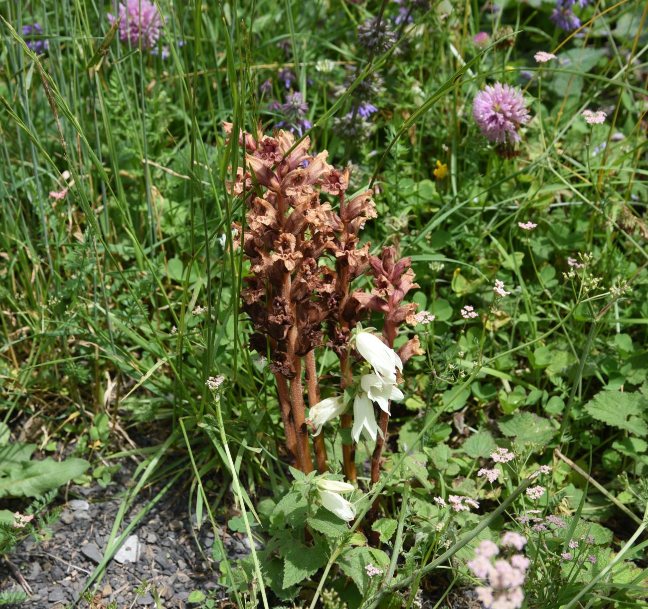 Изображение особи Orobanche campanulae.