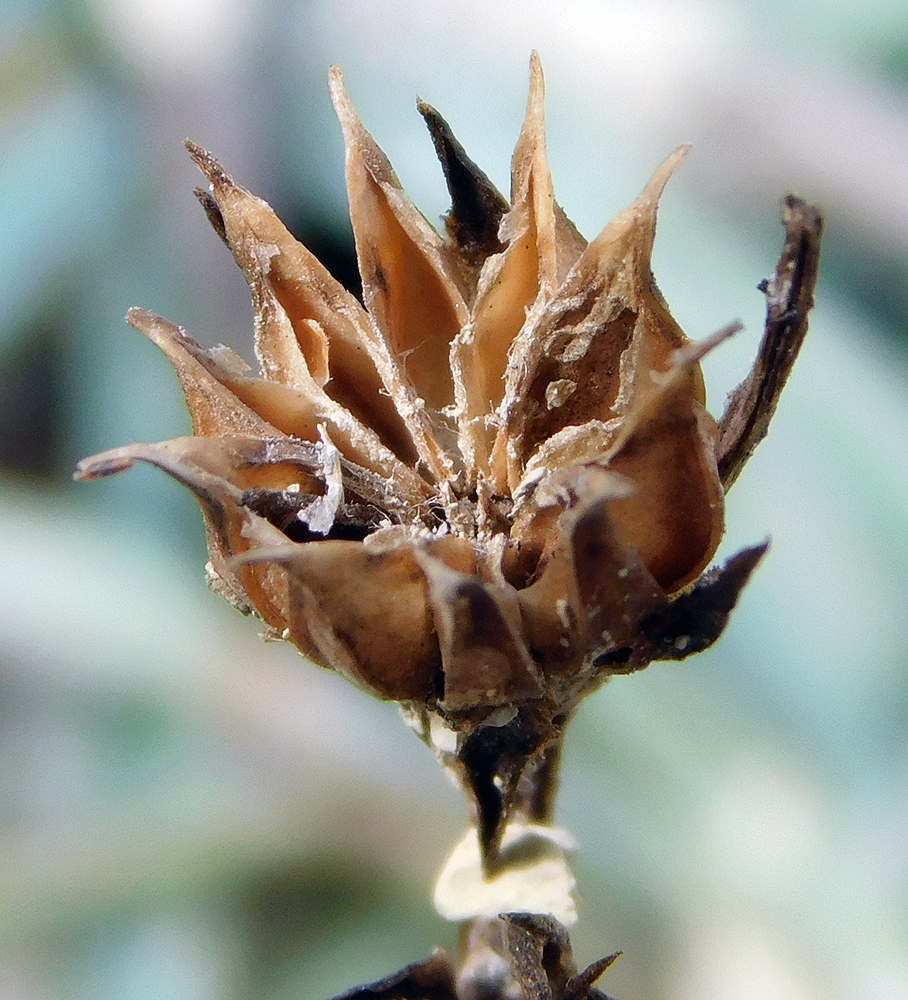 Image of Linum tauricum specimen.