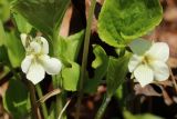 Viola mirabilis