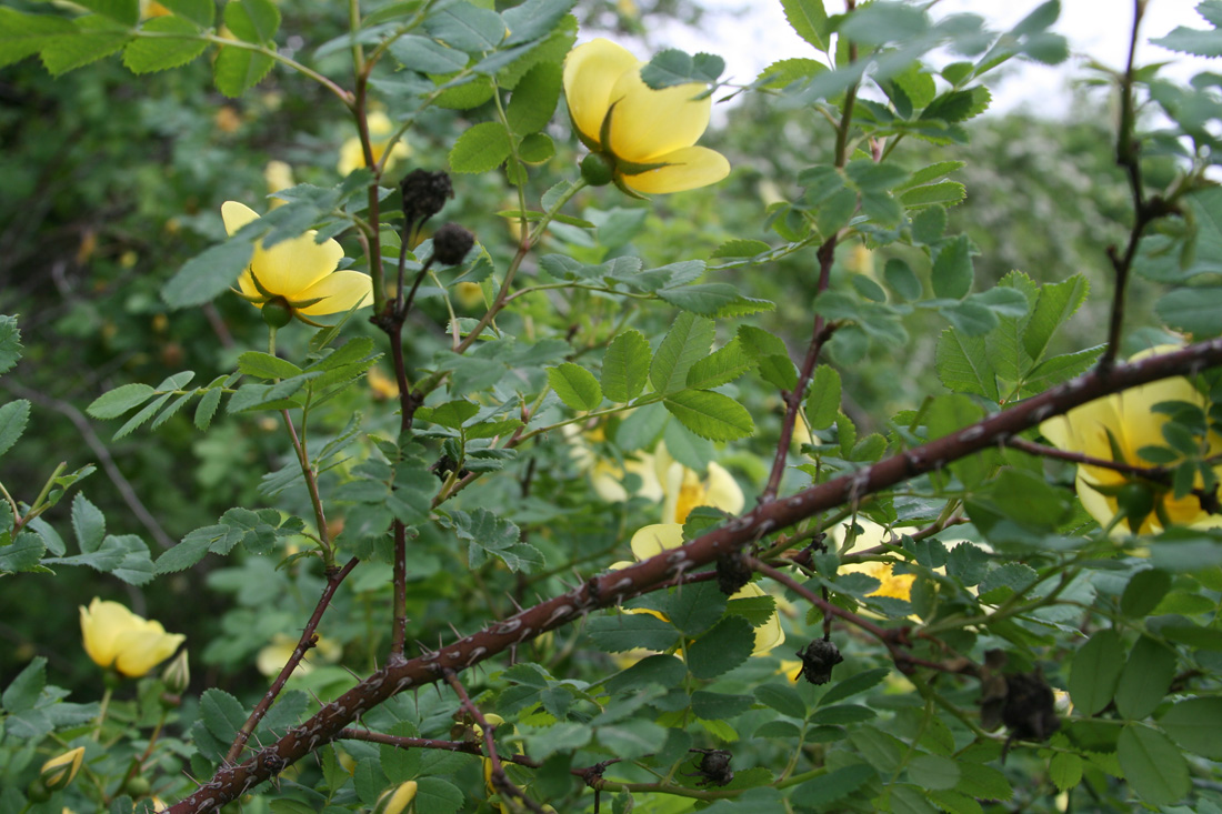 Image of Rosa platyacantha specimen.