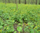 Ranunculus cassubicus