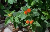 Lantana camara