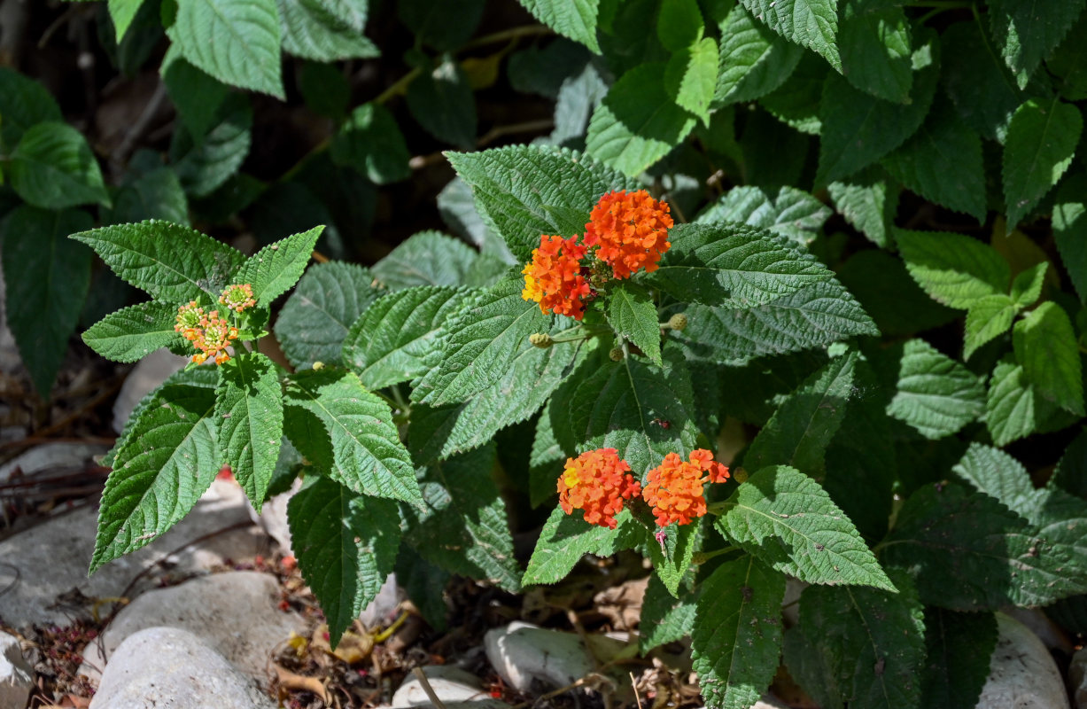 Image of Lantana camara specimen.