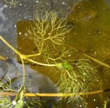 Image of specimen