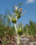 Buglossoides arvensis. Верхушка побега с соцветием. Краснодарский край, м/о г. Новороссийск, гора Рябкова, скальное обнажение. 06.05.2017.