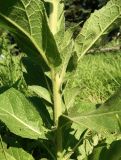 Verbascum phlomoides