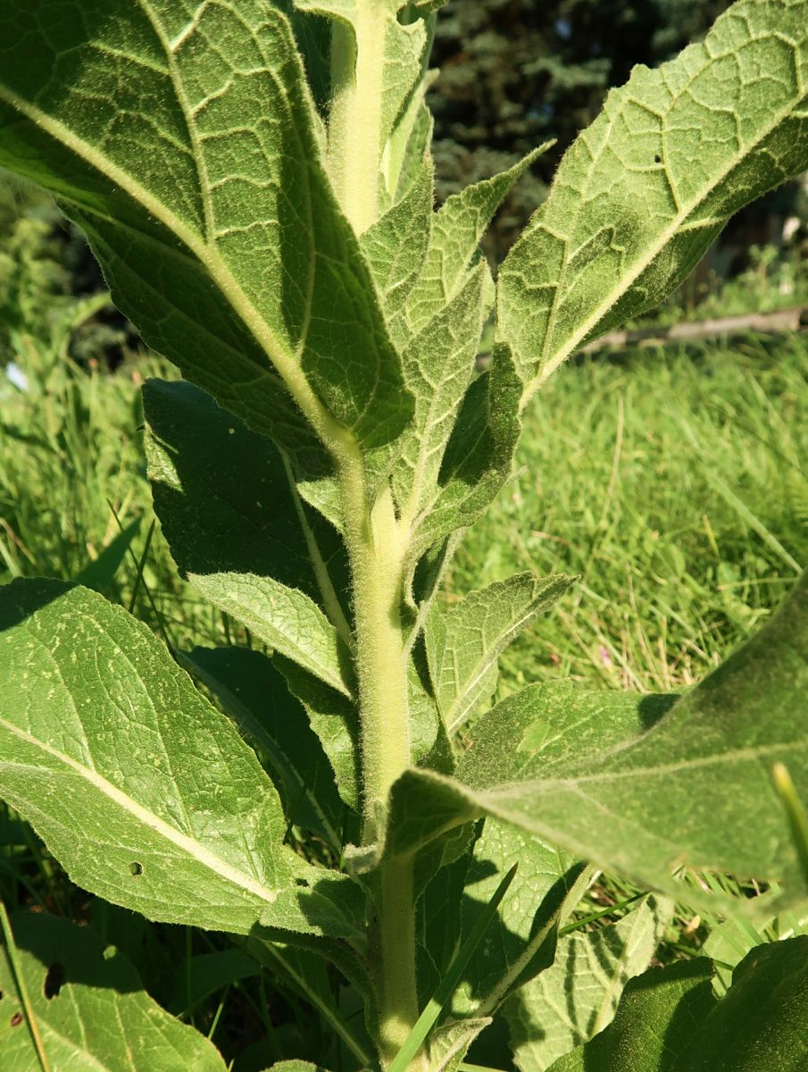 Image of Verbascum phlomoides specimen.