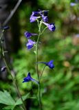 Delphinium elatum. Верхушка соцветия. Красноярский край, Таймырский Долгано-Ненецкий р-н, плато Путорана, долина р. Иркингда, смешанный лес. 24.07.2023.