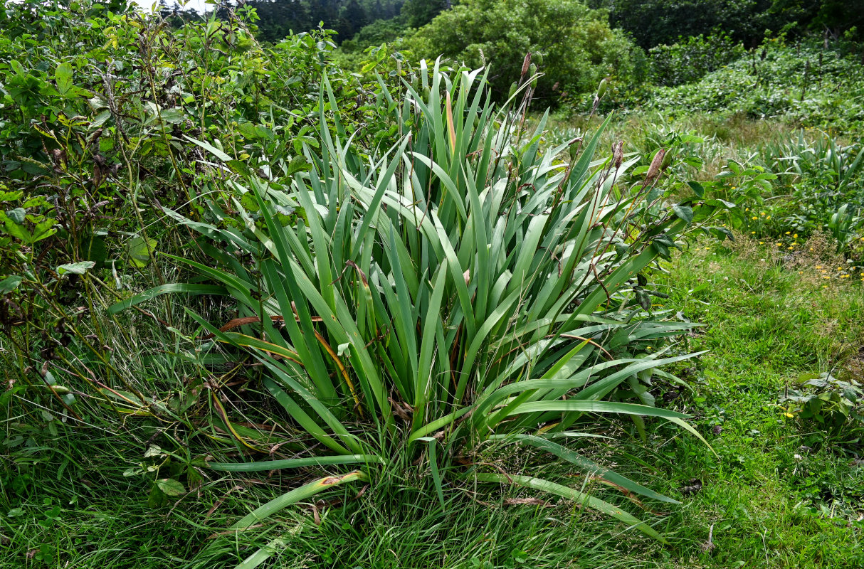 Image of Iris setosa specimen.