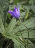 Campanula wolgensis