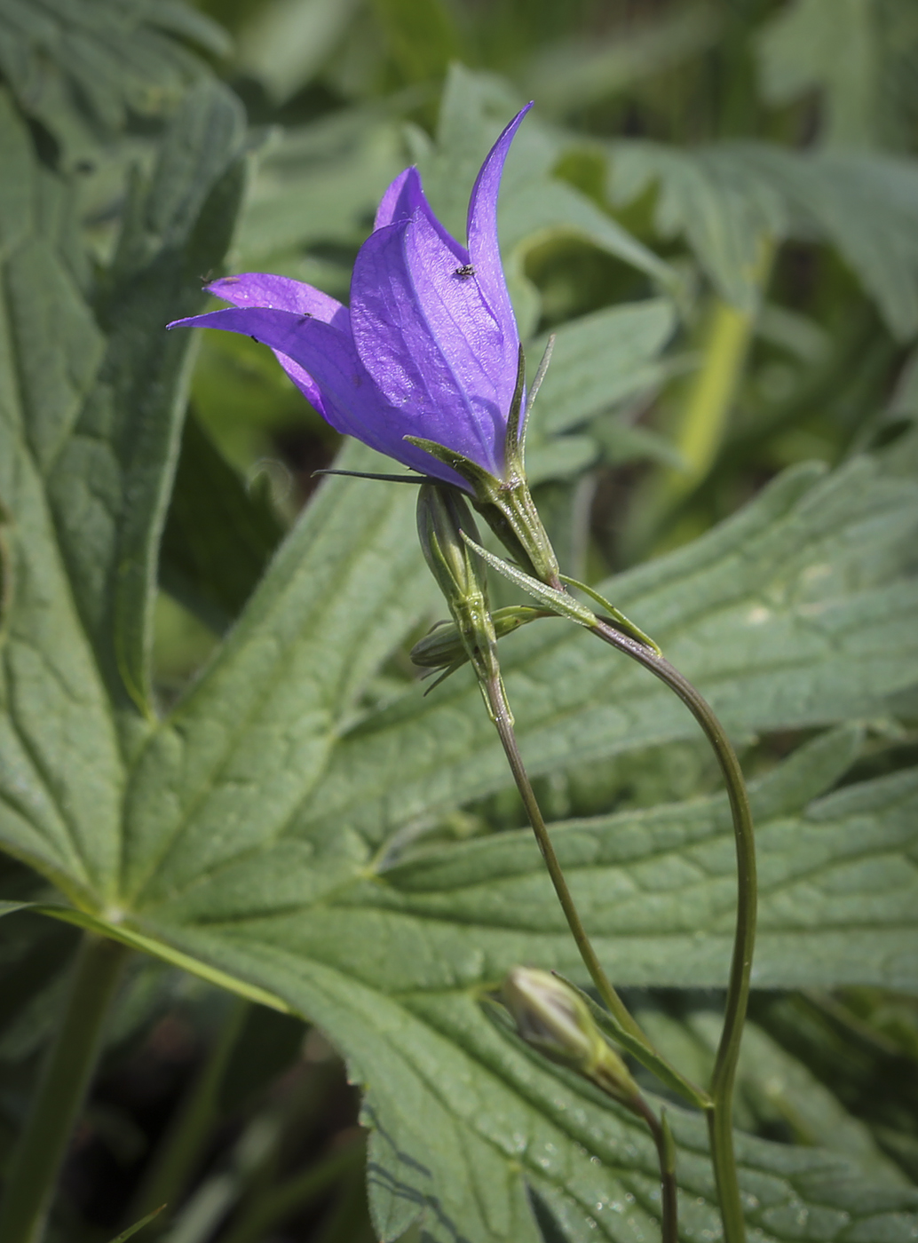 Image of Campanula wolgensis specimen.