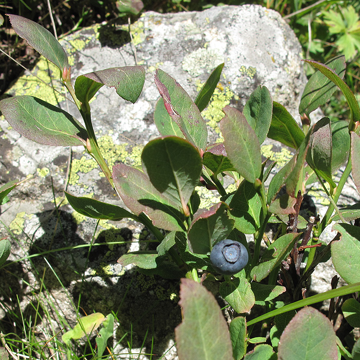 Image of Vaccinium myrtillus specimen.