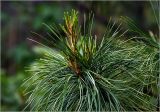 Pinus sibirica