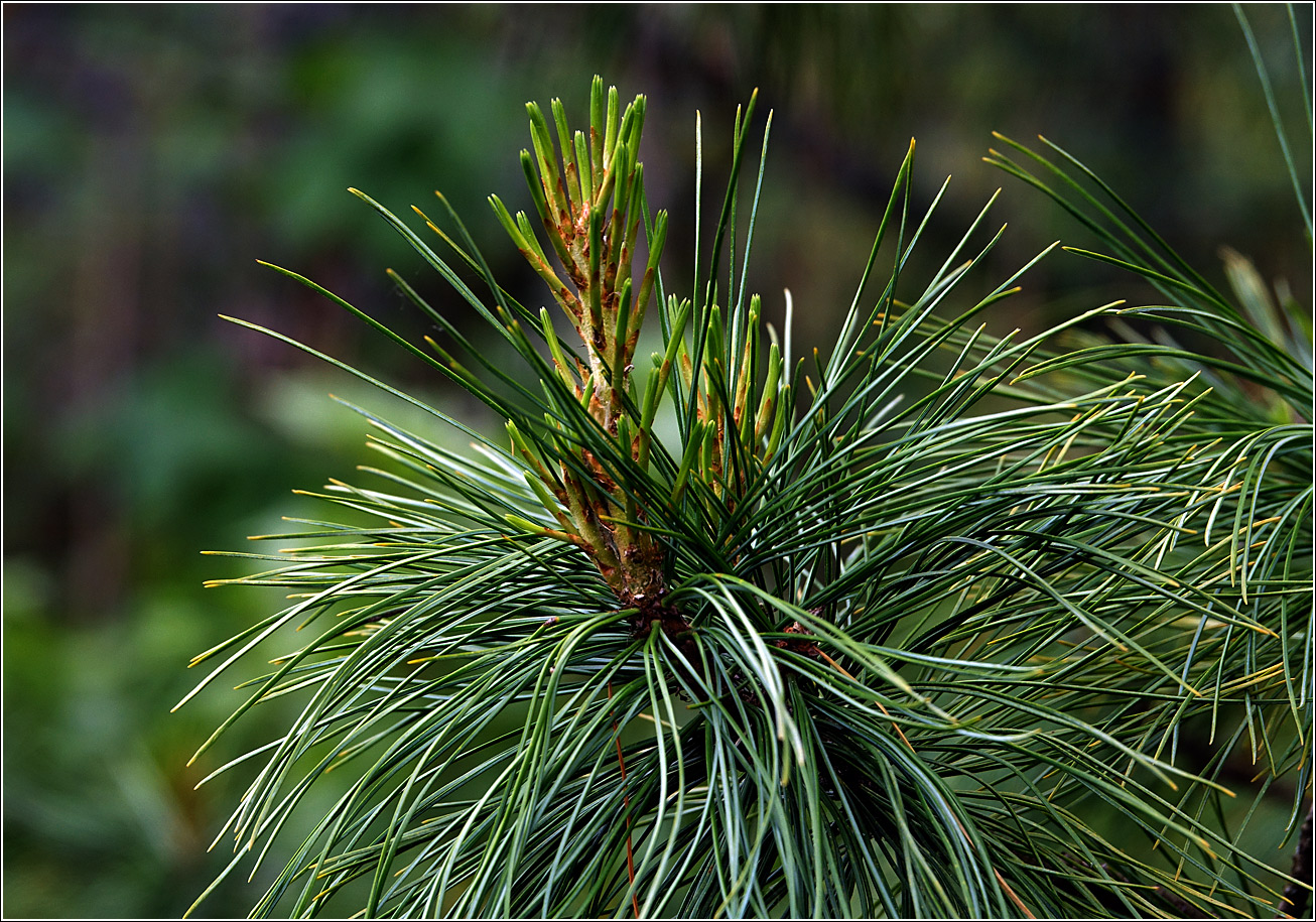 Изображение особи Pinus sibirica.