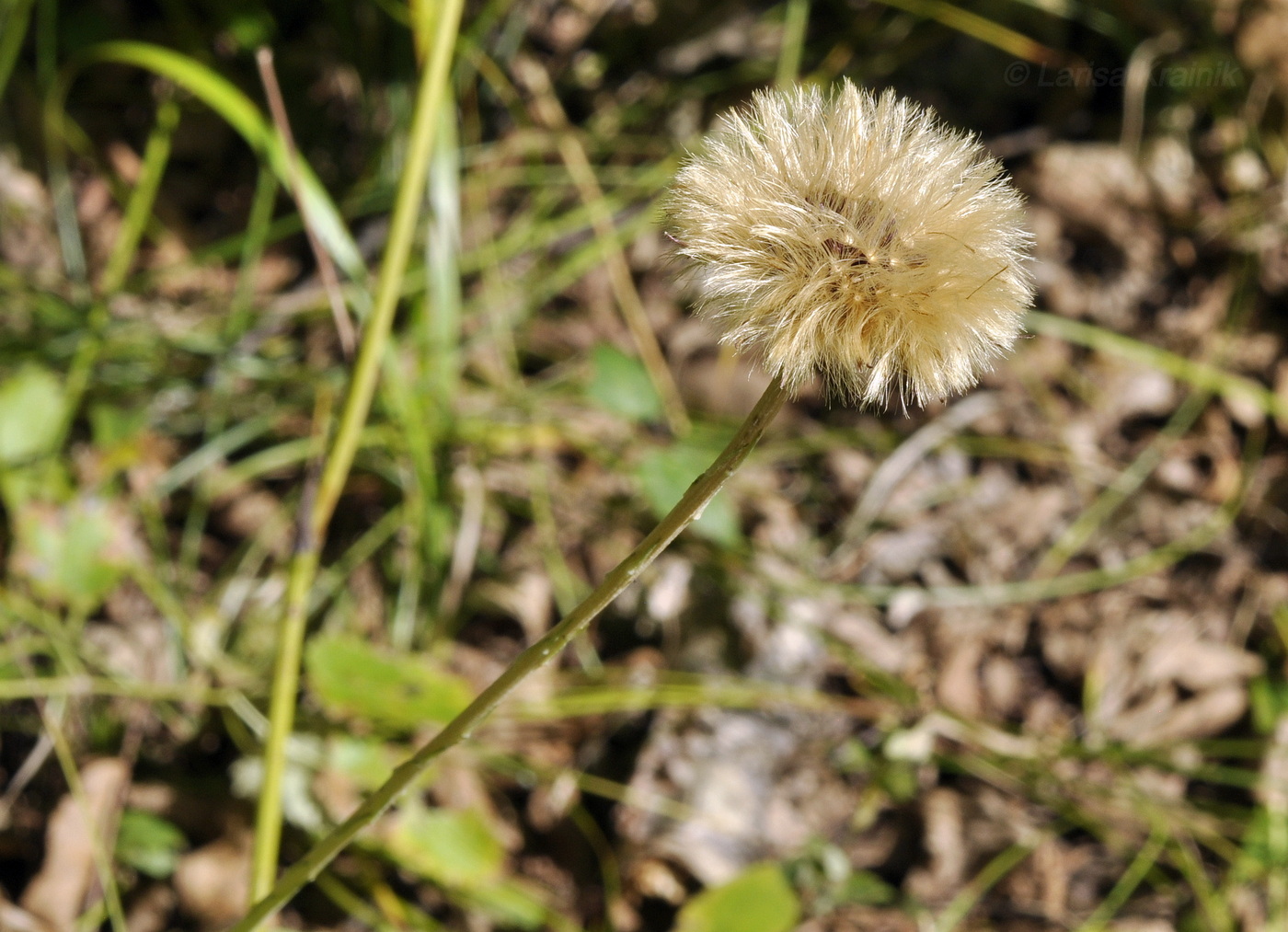 Image of Leibnitzia anandria specimen.